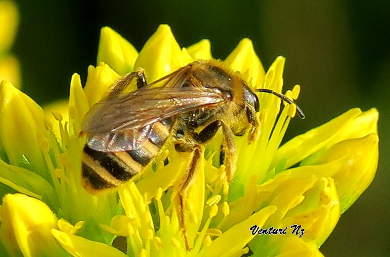 ape solitaria da identificare: Colletes cunicularius?  No, Halictus scabiosae, femmina